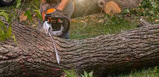 Best Palm Tree Trimming  in Minneapolis, KS