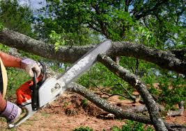 Best Tree and Shrub Care  in Minneapolis, KS