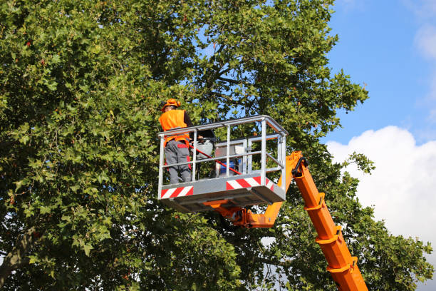 Best Mulching Services  in Minneapolis, KS