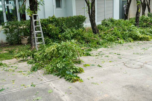 Best Lawn Drainage Solutions  in Minneapolis, KS