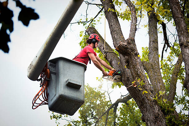 Best Arborist Consultation Services  in Minneapolis, KS