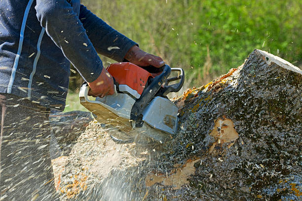 Best Grass Overseeding  in Minneapolis, KS