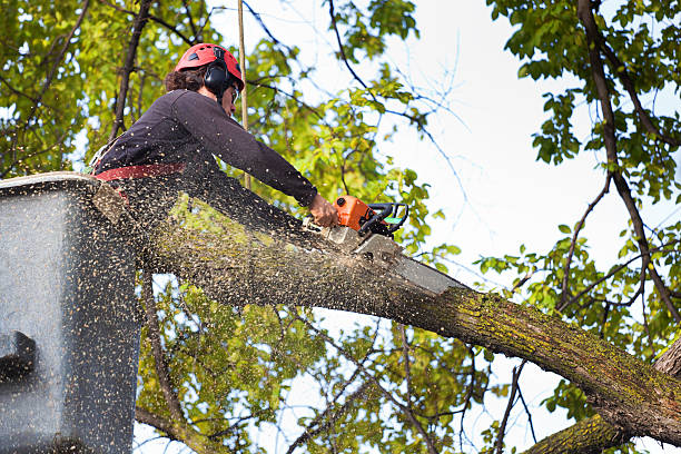 Best Organic Lawn Care Solutions  in Minneapolis, KS